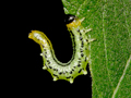 Euura pavida larva